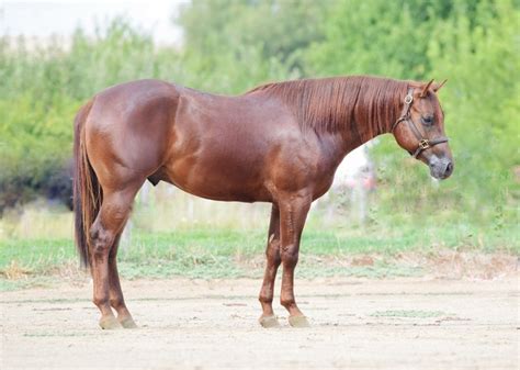 3,449 likes &183; 14 talking about this. . Reining futurity horses for sale
